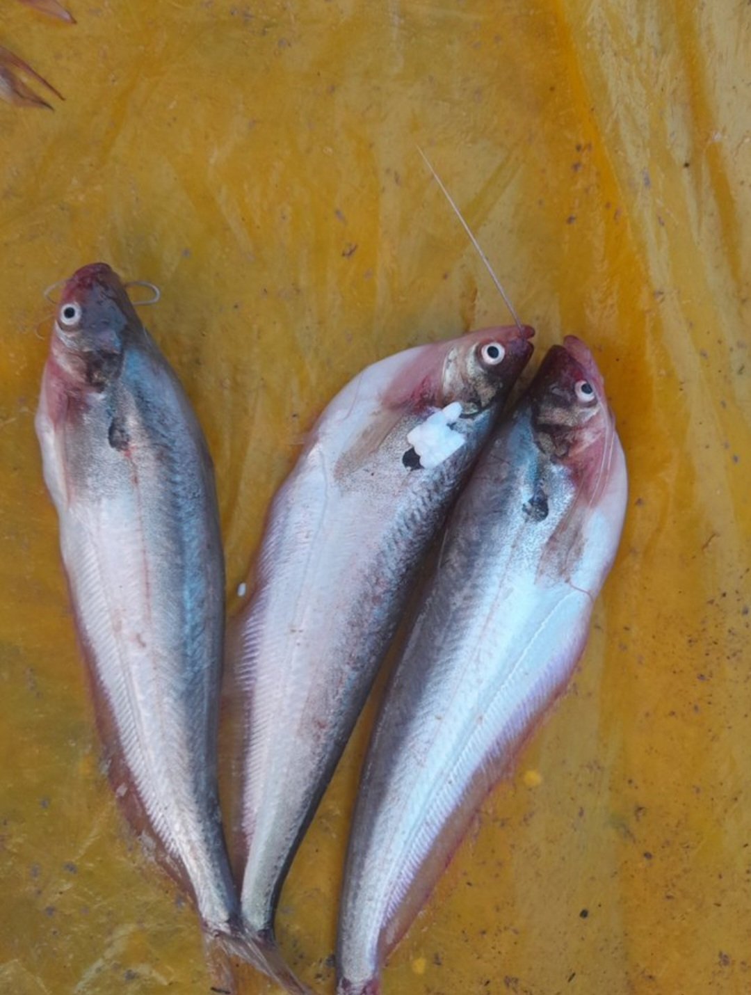 Pabda Fish